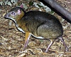 Lesser.malay.mouse.deer.arp.jpg